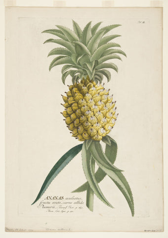 Ehret. Ananus Sativus (Pineapple)